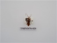 藏品(長角姬天牛)的圖片